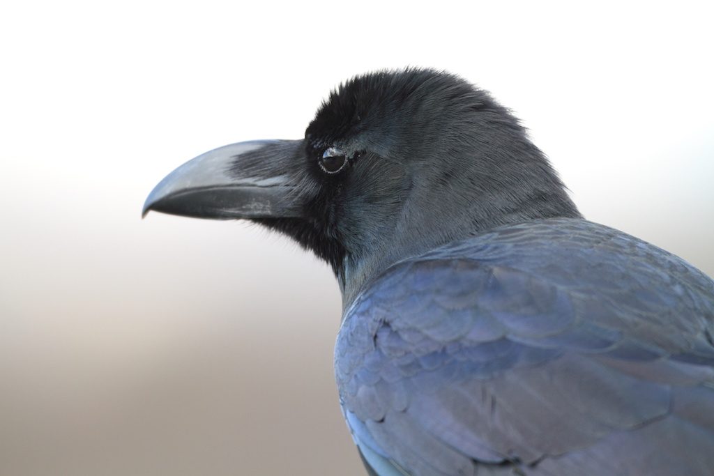 かなり賢い野鳥 ハシブトガラス 身近にすむ野鳥図鑑