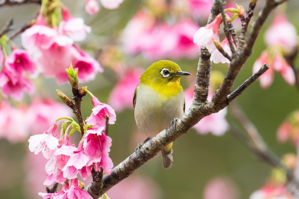 可愛らしい見た目と鳴き声 メジロ 身近にすむ野鳥図鑑